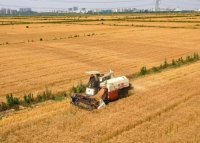截至4月11日南京市全市小麦扬花面积9.07万亩，累