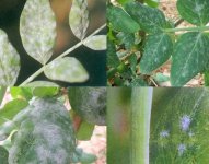 豌豆细菌性叶斑病症状及防治方法？