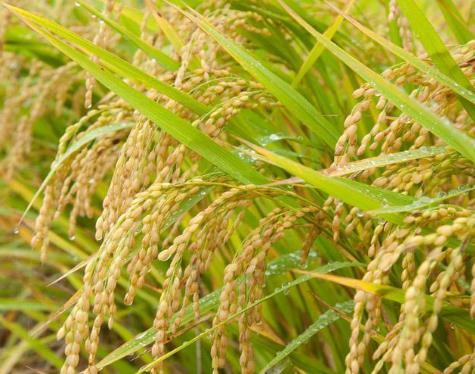 水稻属于什么植物？