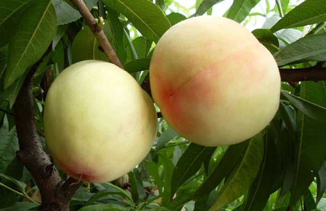 桃子什么时候成熟？正常成熟期在6-9月份（从桃子开花到结果成熟要3～4个月时间）