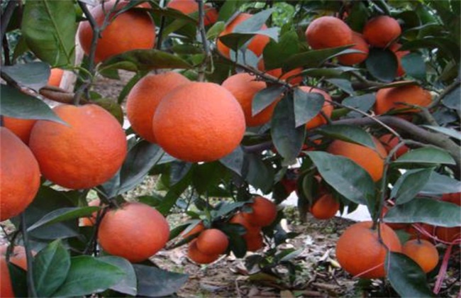 橙子种类及图片大全