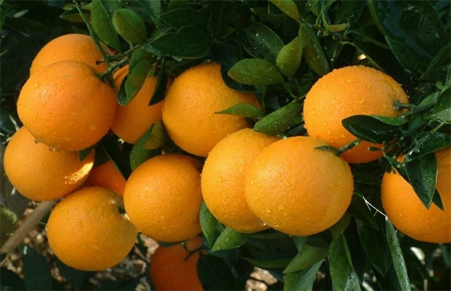 橙子种类及图片大全