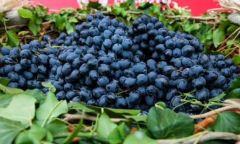 蓝莓哪个品种最好吃：奥尼尔（6、7、8月不要栽