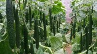 黄瓜种植技术与管理方法(满地爬黄瓜种植技术与管理方法)