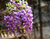 漂亮的紫藤花可以吃吗？它具有什么食用功效与