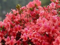 杜鹃花和映山红有什么区别？