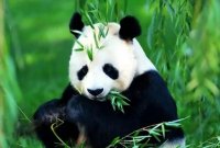 熊猫的性格特点是什么(熊猫的性格特点是什么)