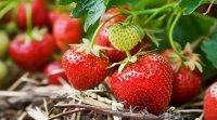 草莓种植十大秘籍 草莓种植小妙招 草莓种植最新