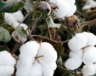 大豆棉被好还是棉花好？
