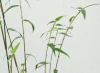 米竹可以完全泡在水里养吗？