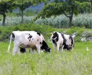乳牛养殖技术(乳牛的饲养与管理技术)
