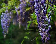 南方应该种哪种紫藤？