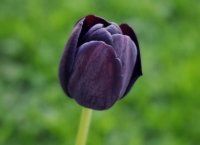 世界上仅有的几种黑色花的名称是什么