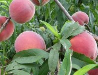 桃树种植成本关乎效益，桃树种植成本是多少？