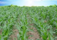 玉米除草剂10大品牌