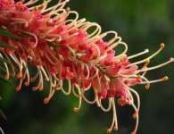 代表澳大利亚的花(澳大利亚花的种类)