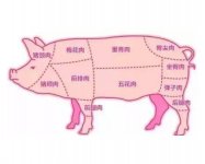 猪的全身部位详细图解(猪全身部位名称图)