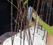 竹养殖方法和注意事项(紫寒竹养殖方法和注意事