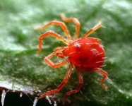 全身红色的虫子非常小是什么？