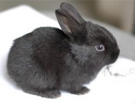 黑兔子养殖(中国黑兔子怎么养)