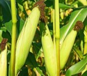 强盛368和369的玉米种哪个好？
