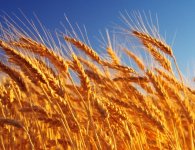 春小麦和冬小麦种植和收时间