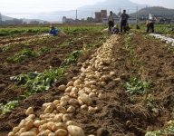 土豆怎么发芽？土豆种植时间和方法