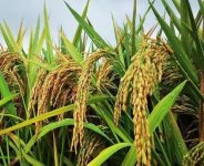 杂交水稻是转基因吗？（杂交水稻怎么培育出来的？）