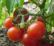 番茄种植季节是几月？