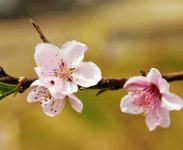 桃树少花少果的原因是什么？