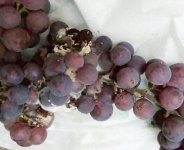 葡萄出现烂果、软粒是什么原因？怎么解决？
